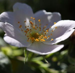Rosa tomentosa - Filzrose