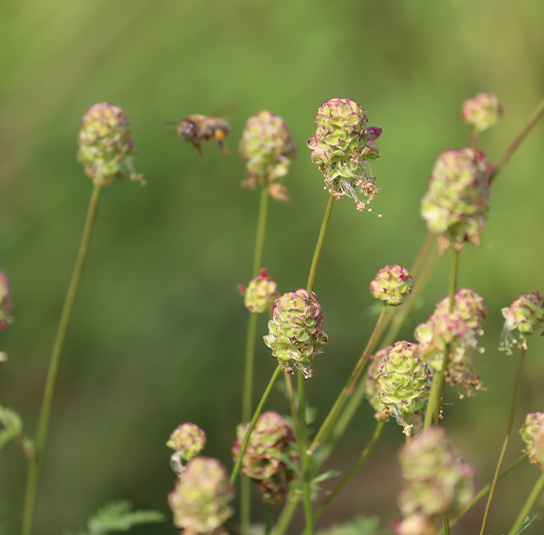 Kleiner-Wiesenknopf