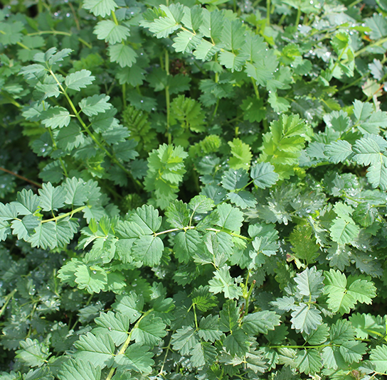 Kleiner-Wiesenknopf1