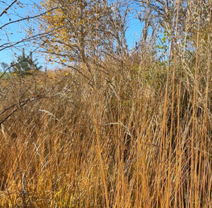 Molinia arundinacea ´Karl Foerster` - Riesen - Pfeifengras – Bild 5