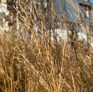 Molinia arundinacea ´Karl Foerster` - Riesen - Pfeifengras – Bild 7
