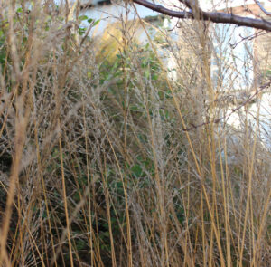 Molinia arundinacea ´Karl Foerster` - Riesen - Pfeifengras – Bild 8