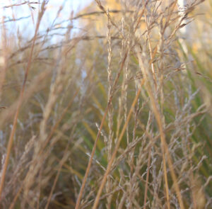 Molinia arundinacea ´Karl Foerster` - Riesen - Pfeifengras – Bild 10