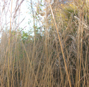 Molinia arundinacea ´Karl Foerster` - Riesen - Pfeifengras – Bild 11