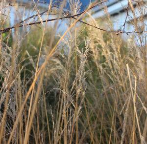 Molinia arundinacea ´Karl Foerster` - Riesen - Pfeifengras – Bild 12