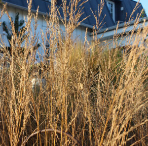 Molinia arundinacea ´Karl Foerster` - Riesen - Pfeifengras – Bild 14