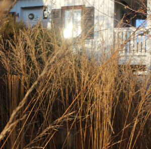 Molinia arundinacea ´Karl Foerster` - Riesen - Pfeifengras – Bild 15