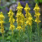 Asphodeline lutea - Junkerlilie, Goldwurz