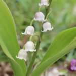 Convallaria majalis - Maiglöckchen