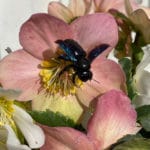 Helleborus niger - Schneerose, Christrose