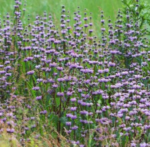 Phlomis tuberosa - Knollen - Brandkraut – Bild 2