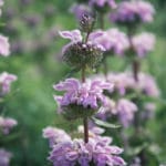 Phlomis tuberosa - Knollen - Brandkraut