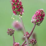 Sanguisorba minor - Kleiner Wiesenknopf