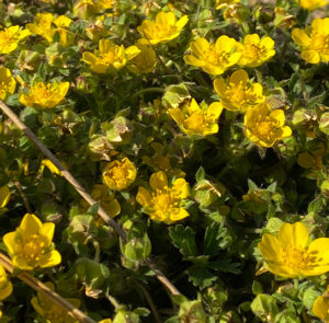 Potentilla neumanniana - Frühlings-Fingerkraut – Bild 3