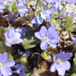 Hepatica nobilis - Leberblümchen
