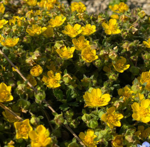 Potentilla neumanniana - Frühlings-Fingerkraut – Bild 4