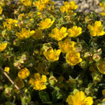 Potentilla neumanniana - Frühlings-Fingerkraut