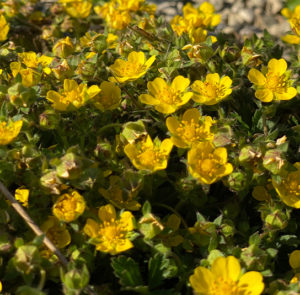 Potentilla neumanniana - Frühlings-Fingerkraut