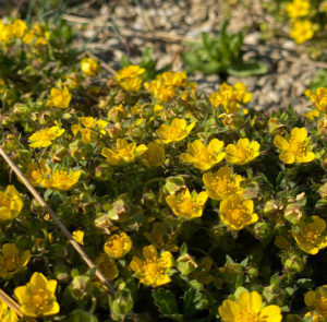Potentilla neumanniana - Frühlings-Fingerkraut – Bild 2