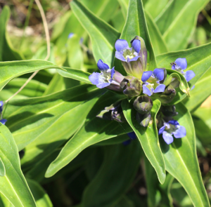 Gentiana cruciata ssp. cruciata - Kreuz-Enzian
