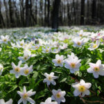 Anemone nemorosa - Buschwindröschen (im Topf)
