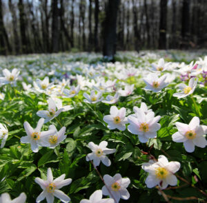 Anemone nemorosa - Buschwindröschen (im Topf)