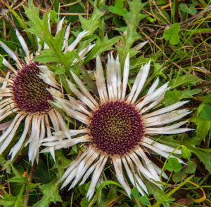 Carlina acaulis ssp.simplex - Stängel-, Silberdistel, 'Jagabrot'