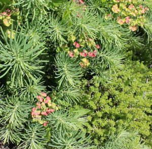 Euphorbia cyparissias - Zypressen-Wolfsmilch – Bild 5
