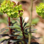 Euphorbia amygdaloides - Mandelblättrige Wolfsmilch