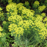 Euphorbia cyparissias - Zypressen-Wolfsmilch