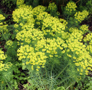 Euphorbia cyparissias - Zypressen-Wolfsmilch