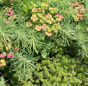 Euphorbia cyparissias - Zypressen-Wolfsmilch – Bild 3