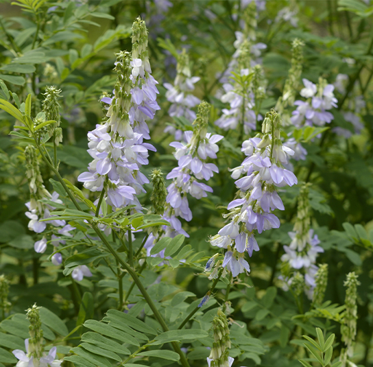 Galega officinalis – Geissraute – Nordischer Garten Shop
