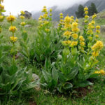 Gentiana lutea - Gelber Enzian