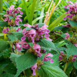Lamium orvala -  Nesselkönigin