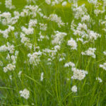 Luzula nivea - Schnee-Marbel