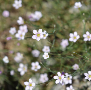 Felsennelke (Petrorhagia saxifraga) Saatgut – Bild 2