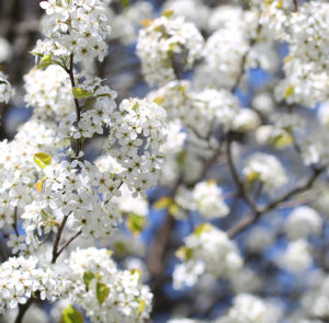 Prunus spinosa - Schlehdorn, Schlehe, Schwarzdorn