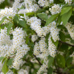 Prunus padus - Traubenkirsche