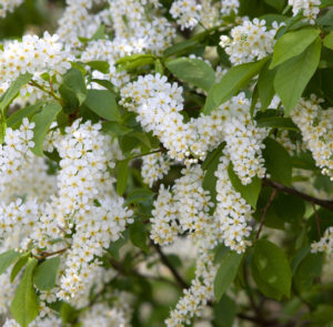 Prunus padus - Traubenkirsche