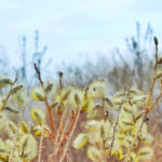 Salix daphnoides - Reifweide