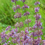 Salvia verticillata -  Quirlblütiger Salbei