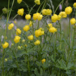 Trollius europaeus - Trollblume