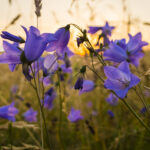Campanula rotundifolia - Rundblättrige Glockenblume