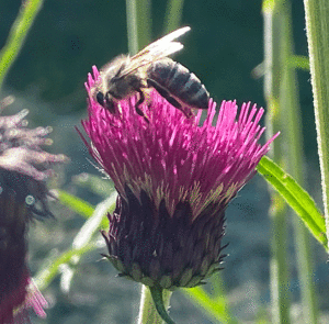 Cirsium rivulare ´Atropurpureum` od. ´Trevor´s Blue Wonder` - Bach-Kratzdistel – Bild 3