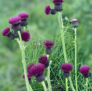 Cirsium rivulare ´Atropurpureum` od. ´Trevor´s Blue Wonder` - Bach-Kratzdistel – Bild 9