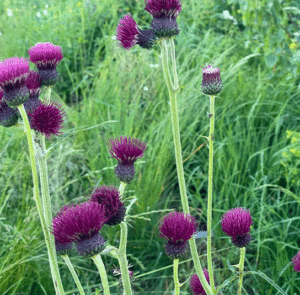 Cirsium rivulare ´Atropurpureum` od. ´Trevor´s Blue Wonder` - Bach-Kratzdistel – Bild 4