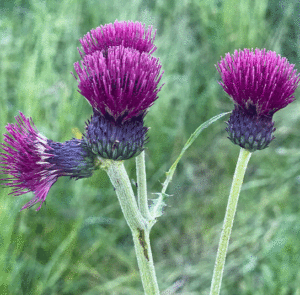 Cirsium rivulare ´Atropurpureum` od. ´Trevor´s Blue Wonder` - Bach-Kratzdistel – Bild 8