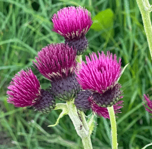 Cirsium rivulare ´Atropurpureum` od. ´Trevor´s Blue Wonder` - Bach-Kratzdistel – Bild 2