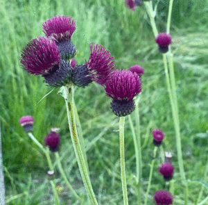 Cirsium rivulare ´Atropurpureum` od. ´Trevor´s Blue Wonder` - Bach-Kratzdistel – Bild 7